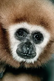 Gibbon: White-handed Gibbon