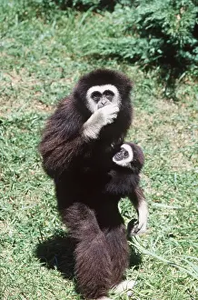 Gibbon: WHITE HANDED GIBBON - adult standing with baby