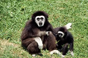 Gibbon: White-handed Gibbon - & baby