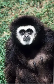 Gibbon: WHITE HANDED GIBBON - close-up of upper torso