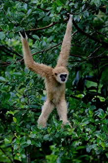 Swinging: White-handed Gibbon female 060
