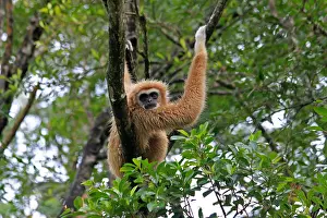 Swinging: White-handed Gibbon female 065