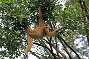 Swinging: White-handed Gibbon female 085