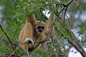 Swinging: White-handed Gibbon female White-handed Gibbon female