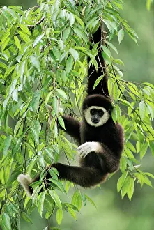 Swinging: White-handed Gibbon - hanging in tree