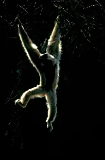 Gibbon: White-handed gibbon (Hylobates lar). Sabah, Borneo, Malaysia