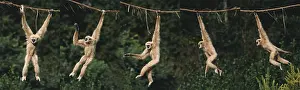 Gibbon: White-Handed Gibbon (hylobates lar), Adult Hanging