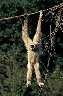 Gibbon: WHITE-HANDED GIBBON (hylobates lar), ADULT HANGING