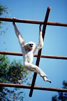 Swinging: White-handed Gibbon - light phase