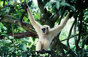 Hylobates: White-Handed GIBBON - male, hanging in tree