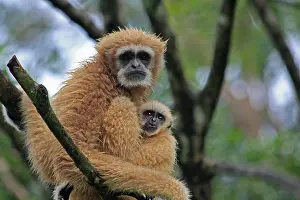 Swinging: White-handed Gibbon mother and young White-handed