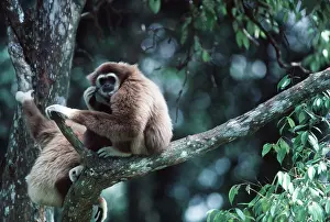Gibbon: WHITE-HANDED GIBBON - sits in tree