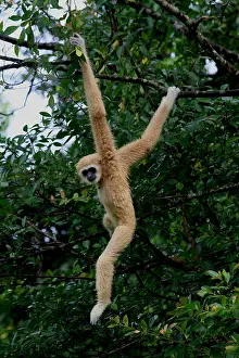 Swinging: White-handed Gibbon White-handed Gibbon