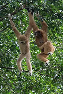Swinging: White-handed Gibbon White-handed Gibbon