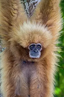 Blonde: White-handed gibbons come in both a blonde phase