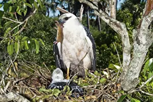 Albicollis: White Hawk feeding rodent to nestling