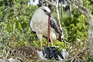Albicollis: White Hawk feeding snake to nestling