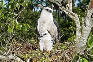 Albicollis: White Hawk with nestling