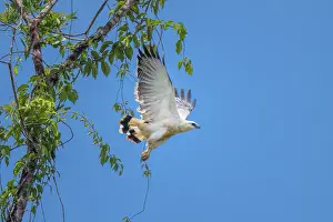 Hawk: White Hawk perching in roadside tree