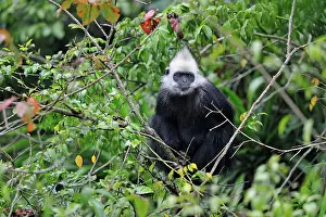 Trachypithecus: White-headed Black Leaf Langur / White-capped Black