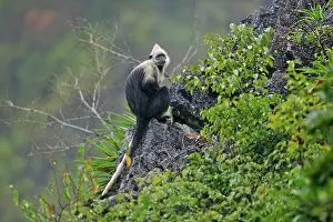 Trachypithecus: White-headed Black Leaf Langur / White-capped Black