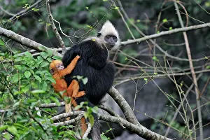 Trachypithecus: White-headed Black Leaf Langur / White-capped Black
