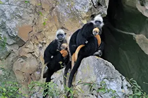 Trachypithecus: White-headed Black Leaf Langur / White-capped Black