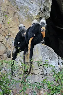 Trachypithecus: White-headed Black Leaf Langur / White-capped Black