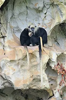 Trachypithecus: White-headed Black Leaf Langur / White-capped Black