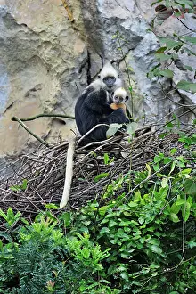 Trachypithecus: White-headed Black Leaf Langur / White-capped Black