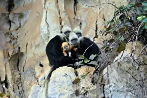 Trachypithecus: White-headed Black Leaf Langur / White-capped Black