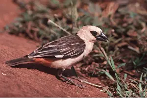 Buffalo: WHITE-HEADED BUFFALO WEAVER