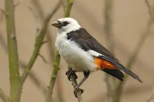 Vine: White-headed buffalo weaver or white-faced buffalo-weaver