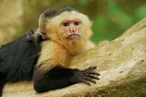 Capucinus: White-headed Capuchin (Cebus capucinus), female