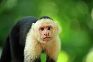 Antonio: White-headed Capuchin / White-faced Capuchin / White-throate