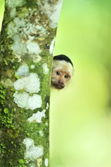 Cahuita: White-headed Capuchin / White-faced Capuchin / White-throate