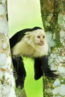 Cahuita: White-headed Capuchin / White-faced Capuchin / White-throate