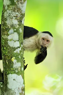 Cahuita: White-headed Capuchin / White-faced Capuchin / White-throate