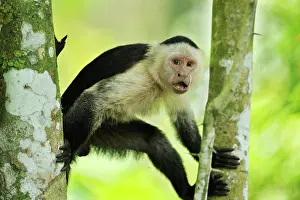Cahuita: White-headed Capuchin / White-faced Capuchin / White-throate