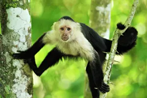 Cahuita: White-headed Capuchin / White-faced Capuchin / White-throate