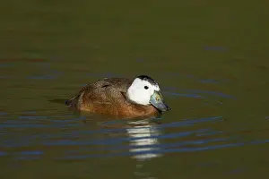Oxyura: White-Headed Duck