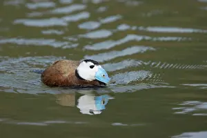 Oxyura: White Headed Duck
