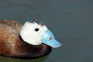 Leucocephala: White Headed Duck
