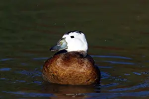 Leucocephala: White Headed Duck