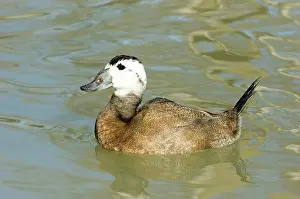 Leucocephala: White-headed Duck