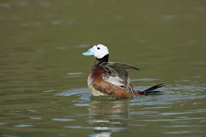 Oxyura: White Headed Duck - Drake washing