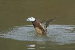 Oxyura: White Headed Duck - Drake washing