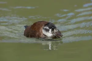 Oxyura: White Headed Duck - female