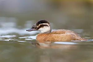 Oxyura: White Headed Duck - female in winter