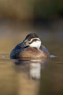 Leucocephala: White Headed Duck female in winter